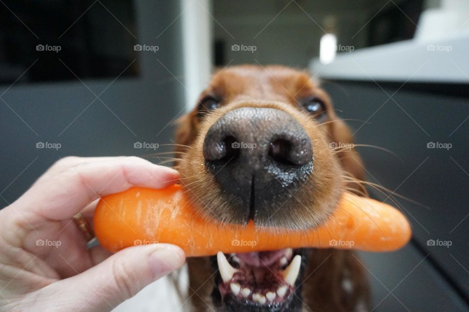 Love carrots 🥕