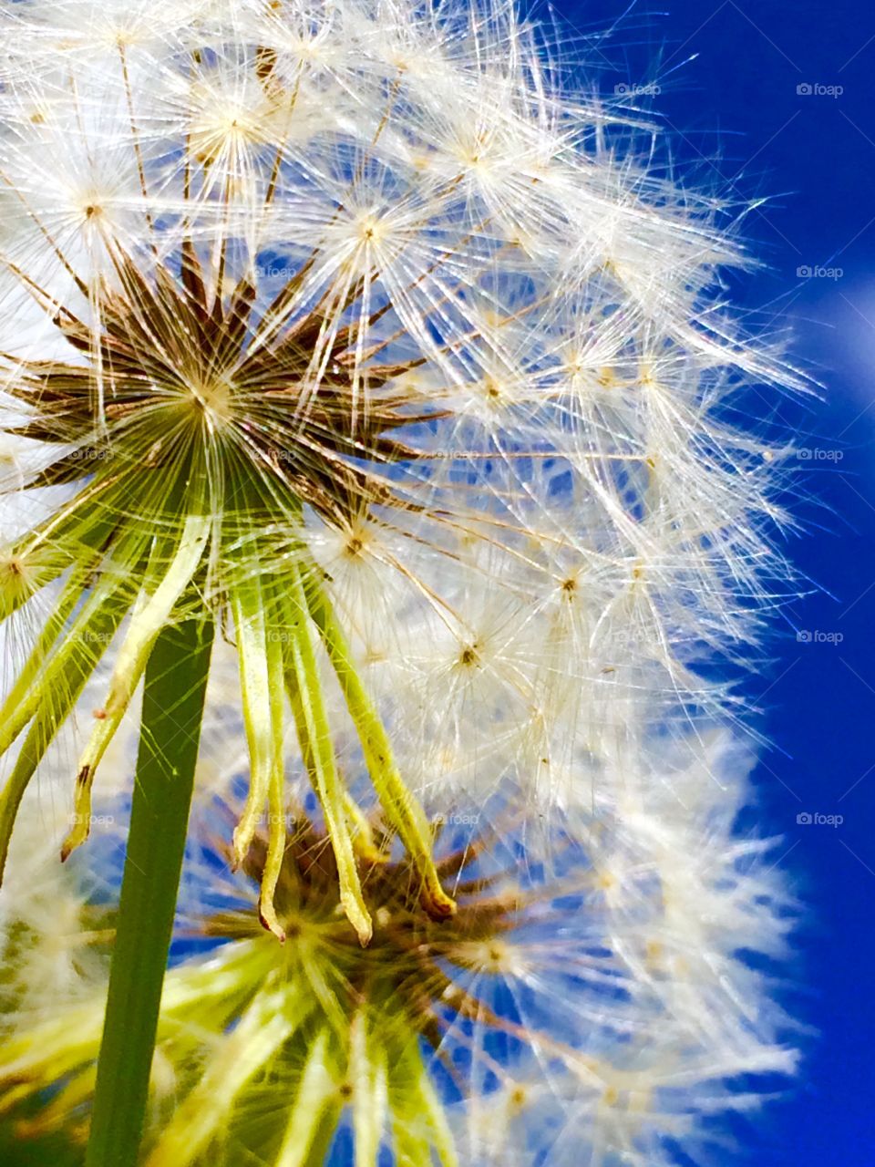 dandelion