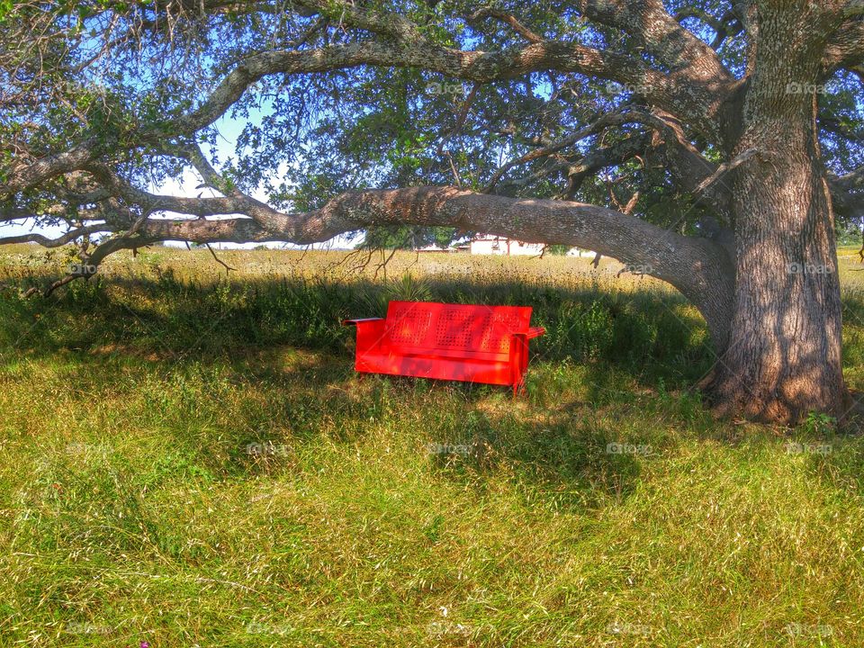 red bench under oak tree