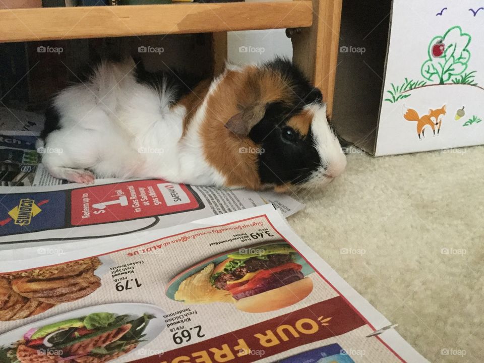 Mammal, Pet, One, Indoors, No Person