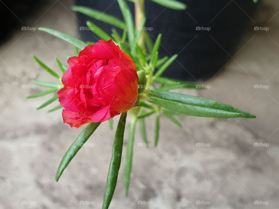 beautiful flowers in my garden