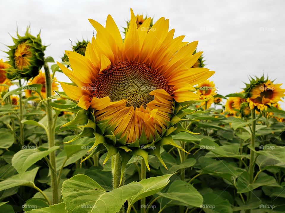 sunflower birth