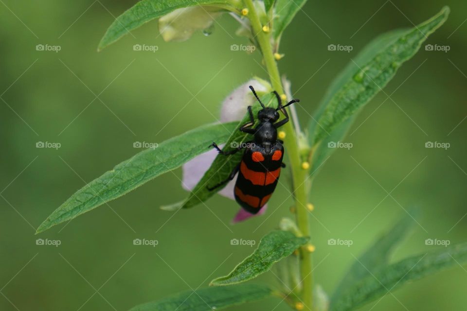 Beautiful  hycleus bug