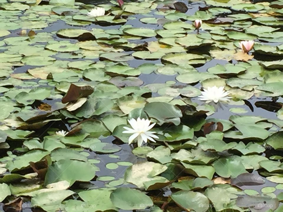 Lotuses