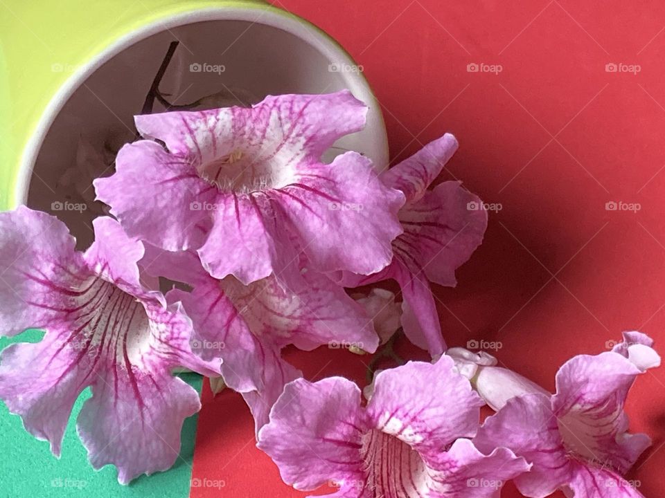 Vaso verde caído, despejando flores roxas. Composição em frente à superfície artificial vermelha e verde.