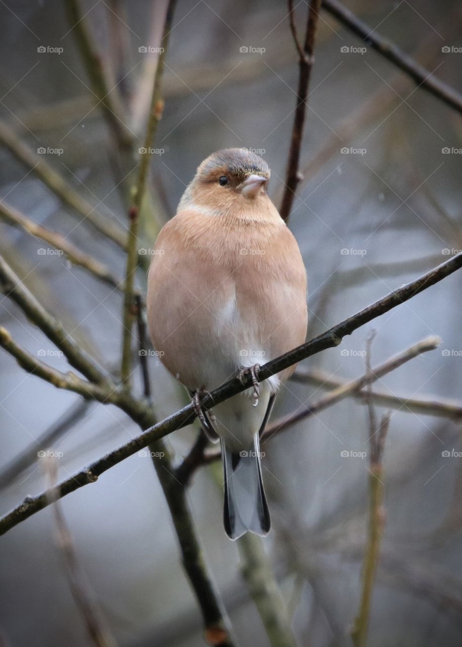 a small bird on a branch during rain