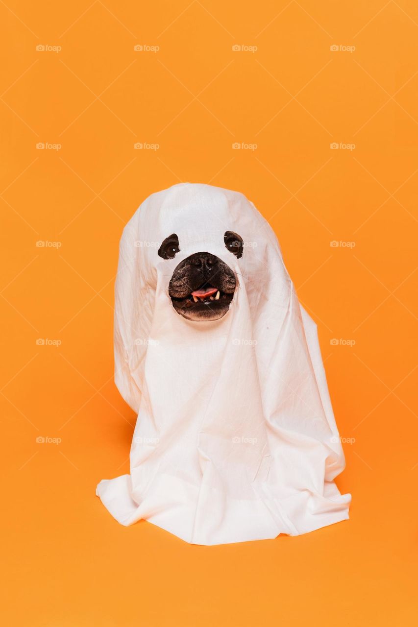 Cute Halloween Dog Ghost Costume " LOOK WHO's COMING TO THE HALLOWEEN PARTY"