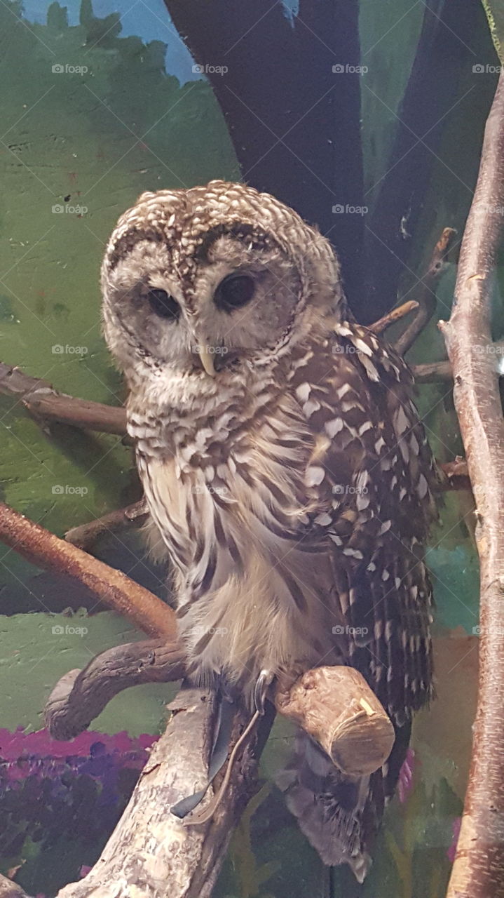 Owl looking down