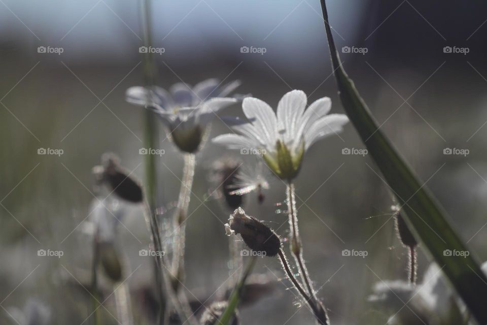 белые цветы