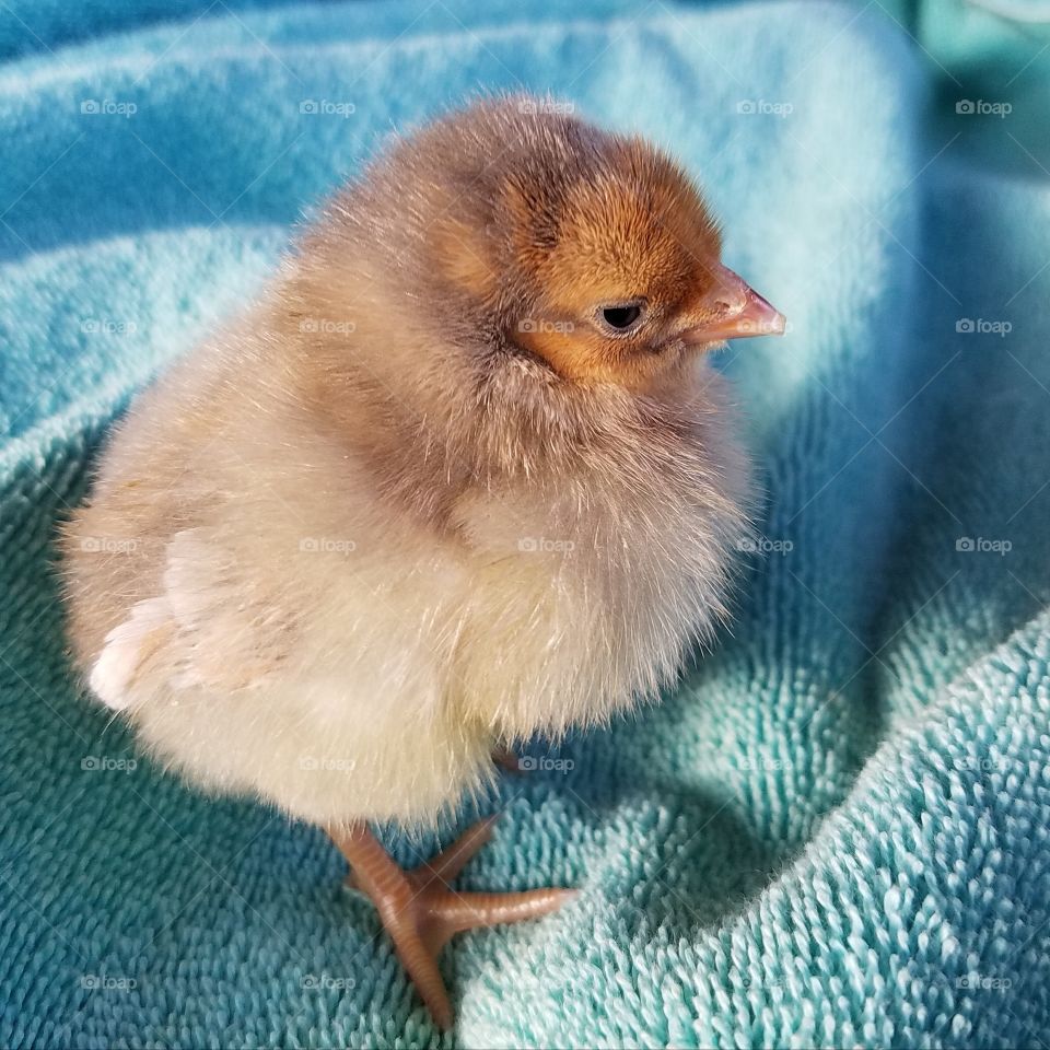 Fluffy Easter Chick