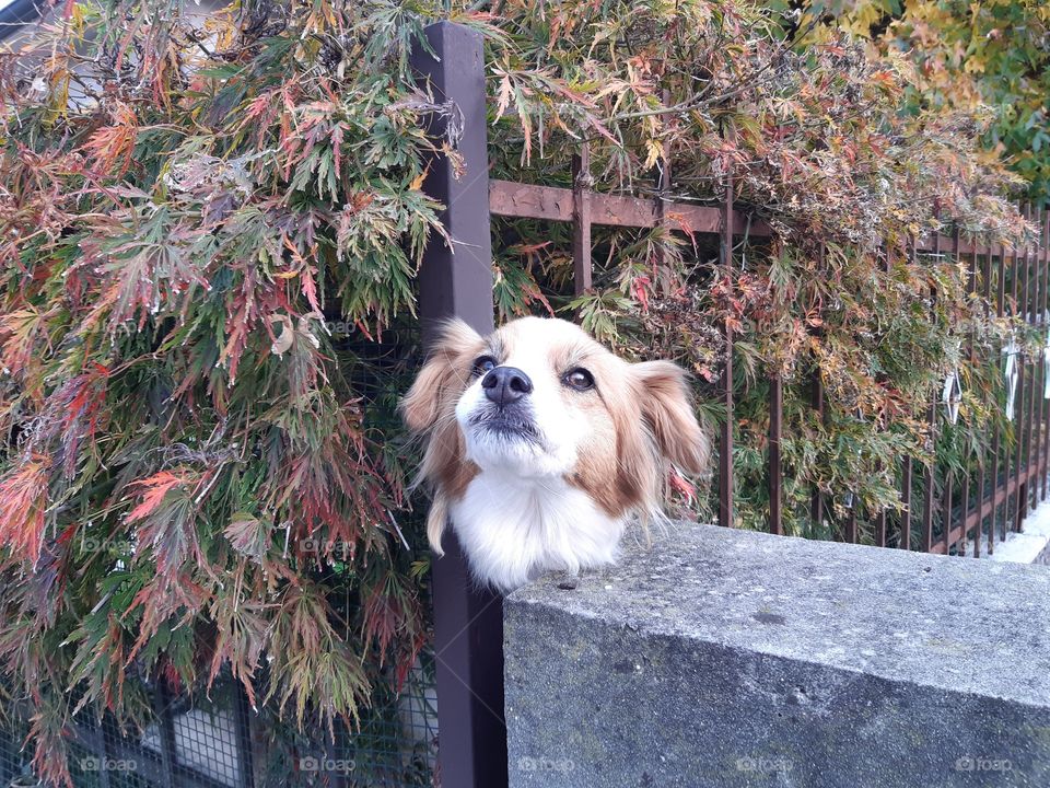 white and red little smart dog