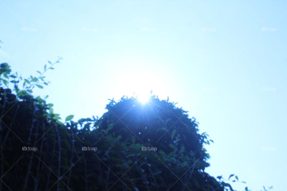 sunlight at the end of the tree