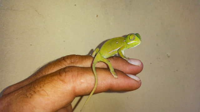 chameleon on my hand