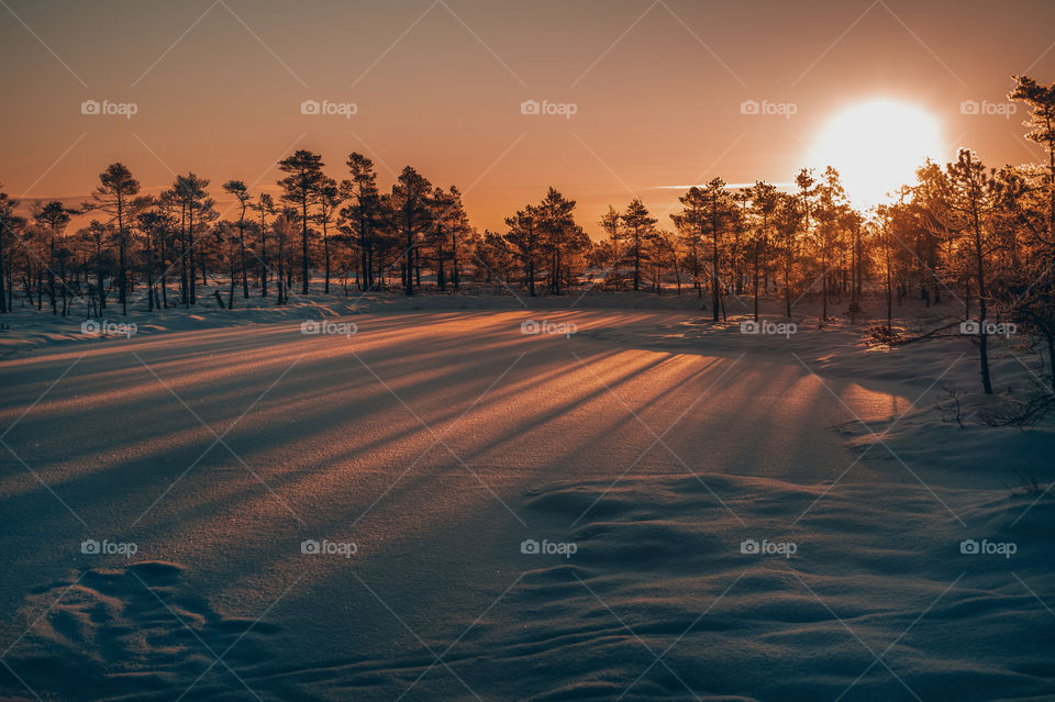 Sunlight. Sunrise. Winter.