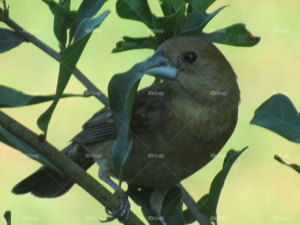 Bird, Wildlife, No Person, Animal, Avian
