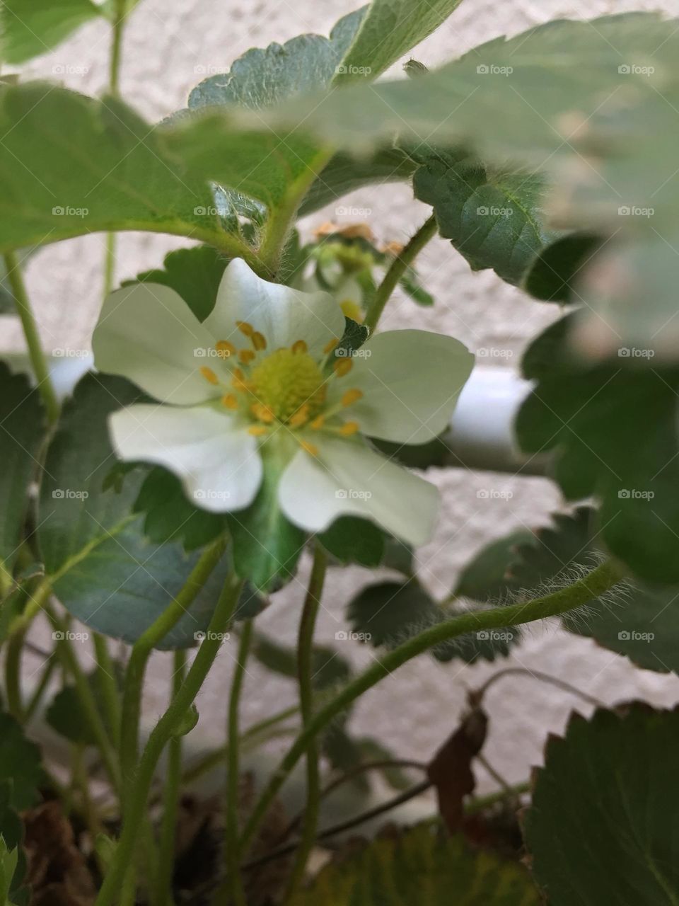 Flor de um pé de morango 