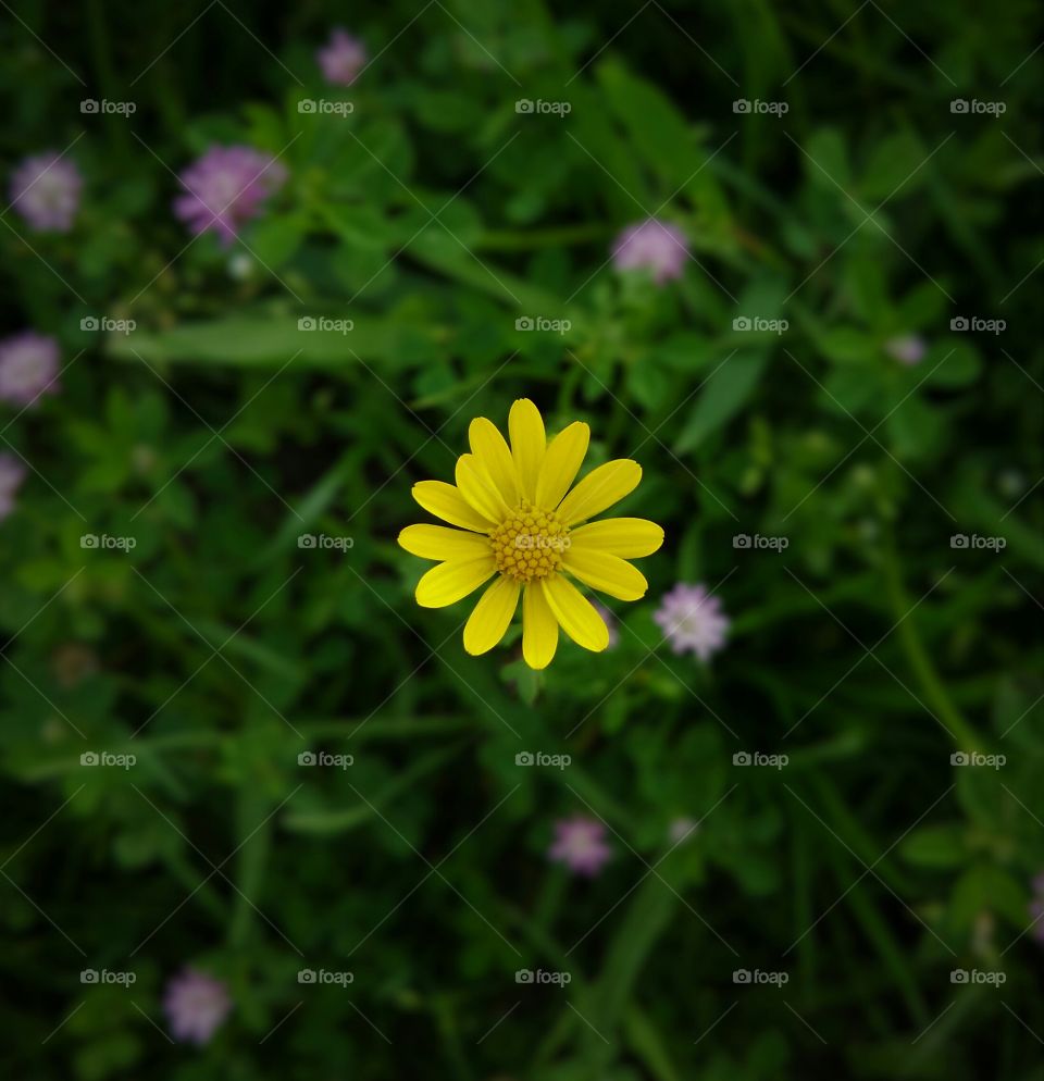 Floating Daisy