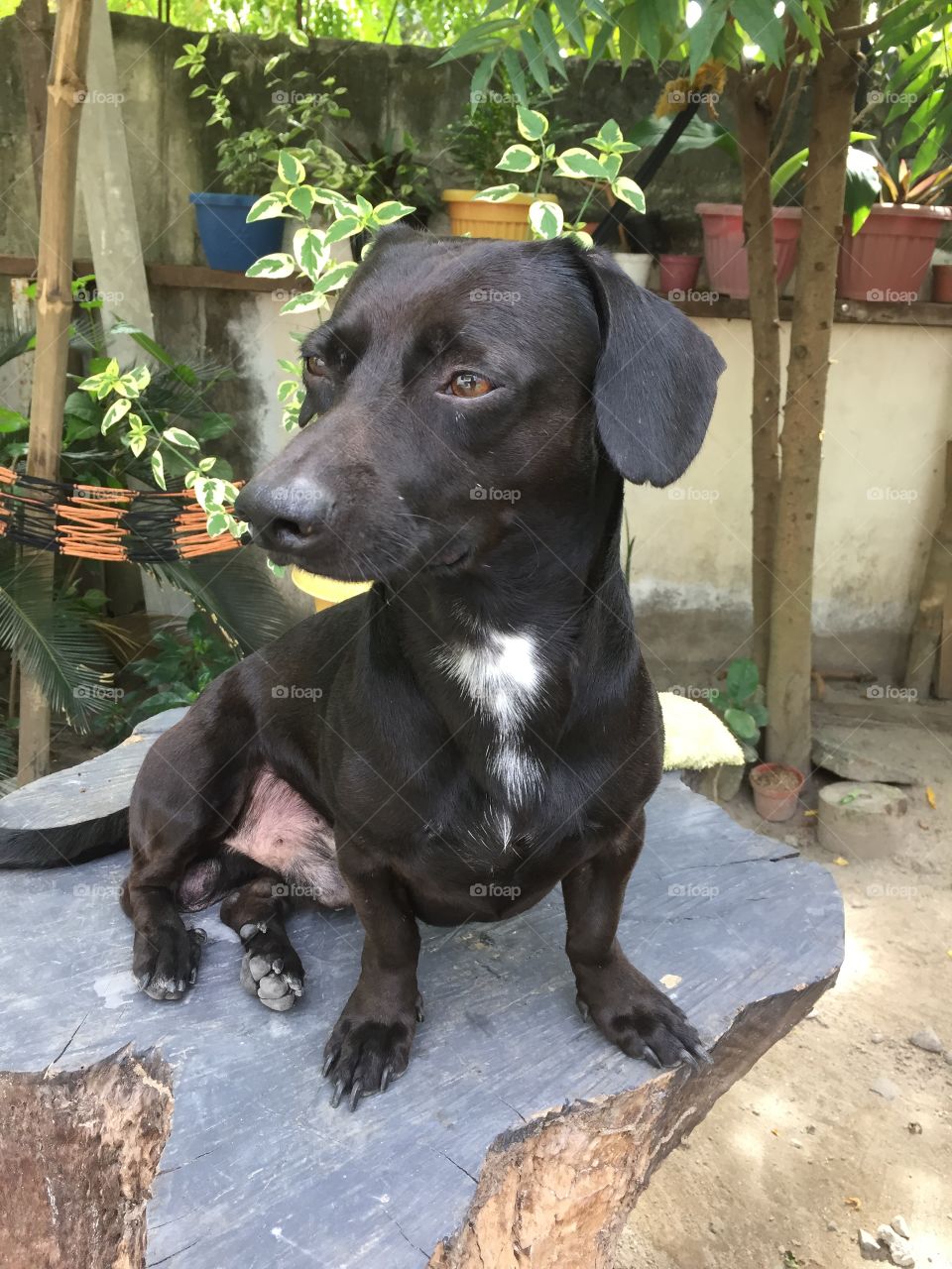 Black dog’s portrait