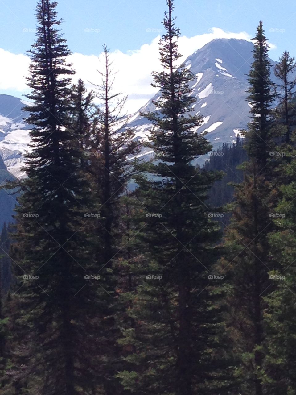 Forest and Snow Capped Mountains 