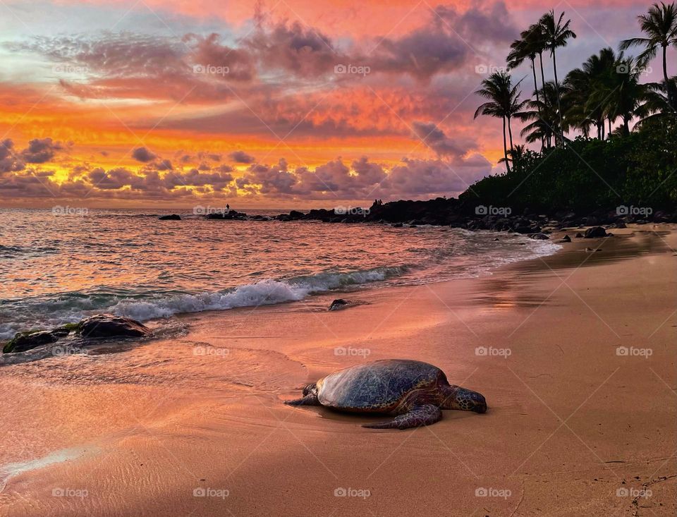 Woolly Bully the turtle and a stunning sunset 
