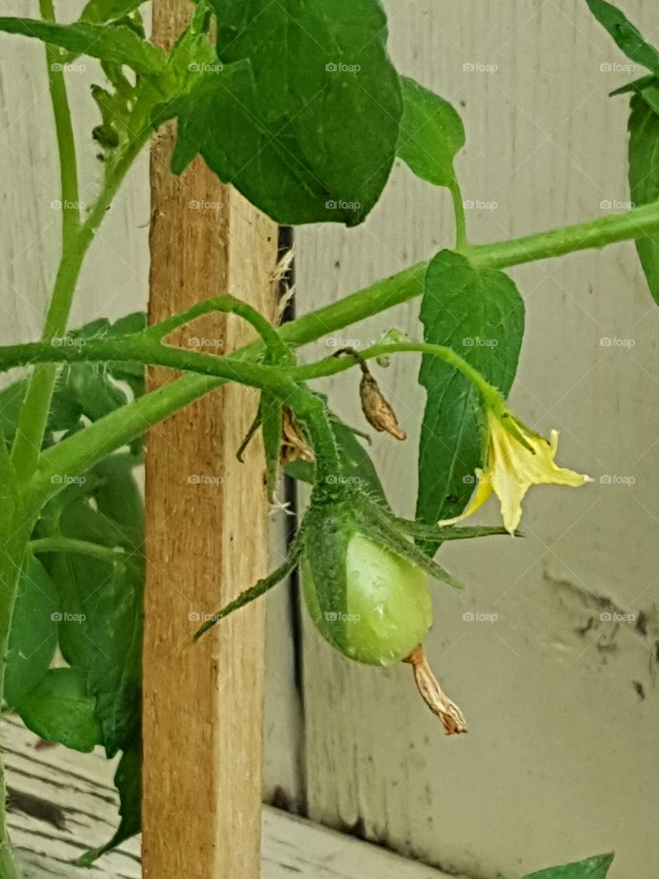 Tomato Fruit and Flower