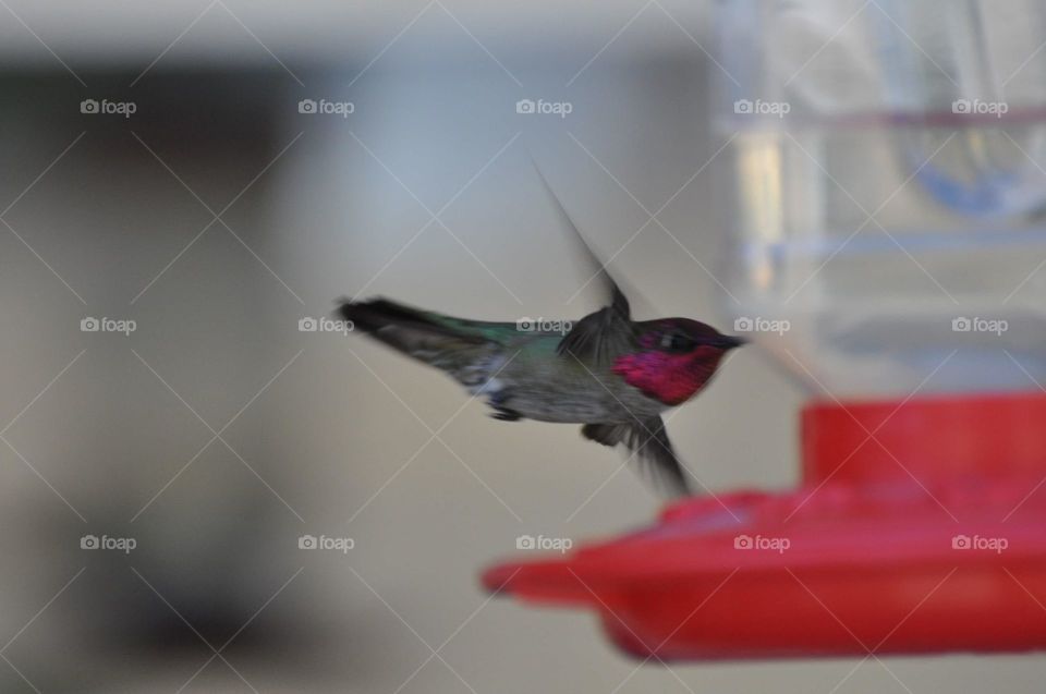 Flying hummingbird