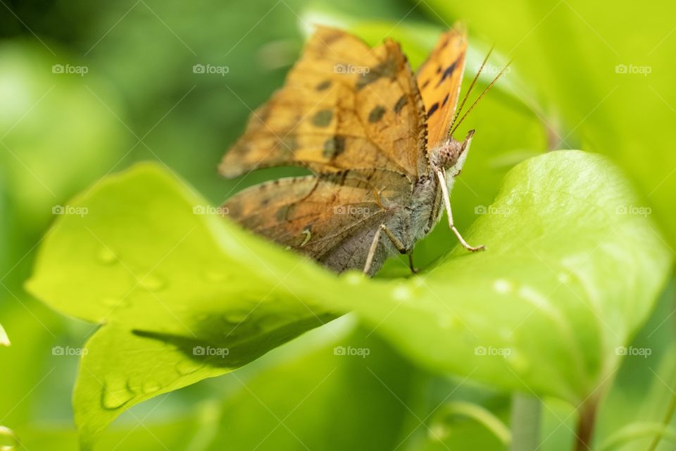 Foap, Glorious Mother Nature. A question mark butterfly rests atop a fresh green leaf just after a rain at Yates Mill County Park in Raleigh, North Carolina. 