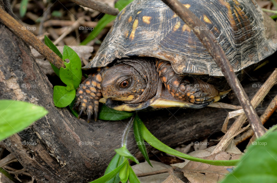 Wild box turtle moving through the woods