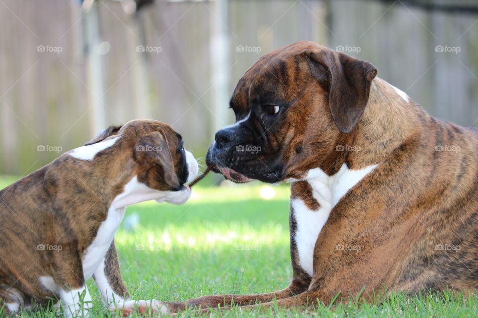 Boxer love