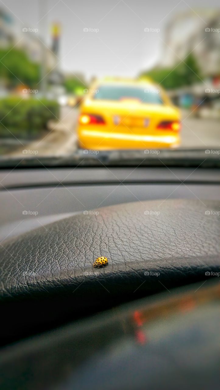 yellow ladybug