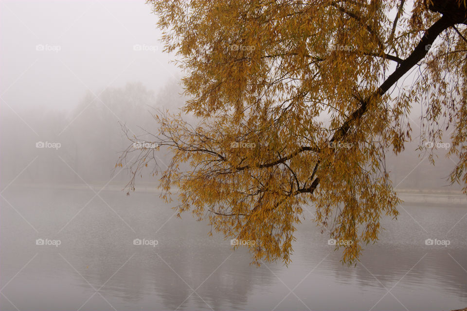 Autumn misty park at early morning 