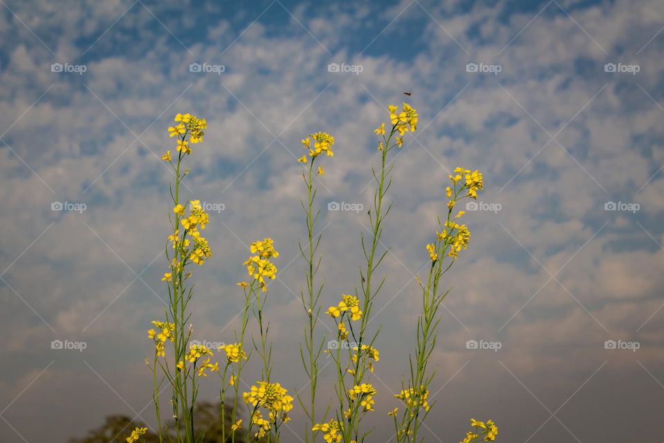 Yellow Flower