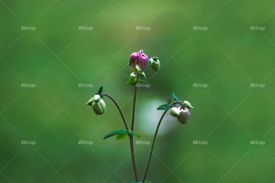 Lowlands lilly