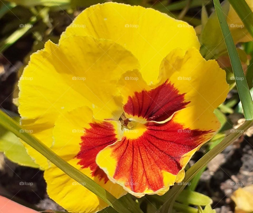 flor de color amarillo y rojo