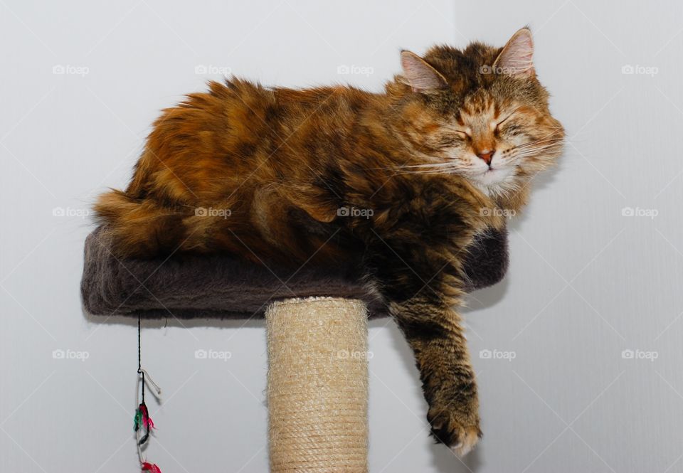 Brown cat resting on table