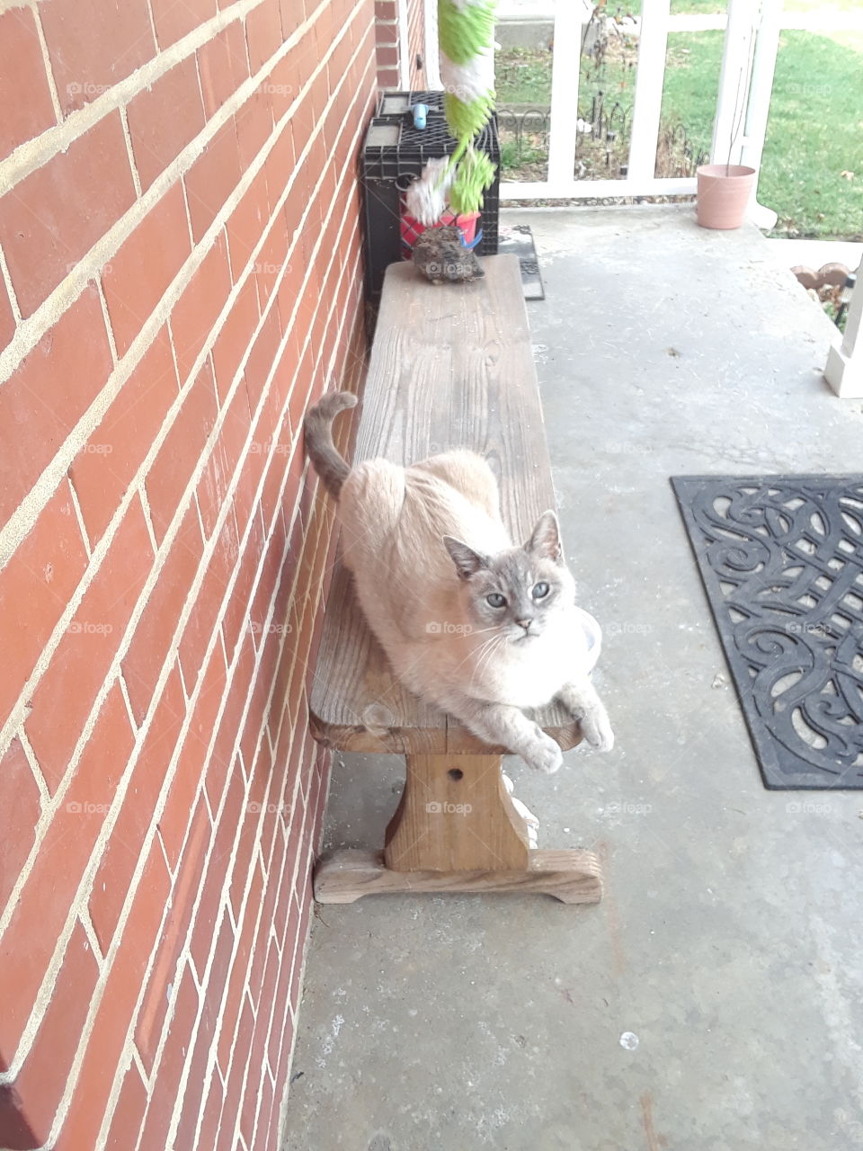 Siamese Tabby cat on the porch brick background on the bench