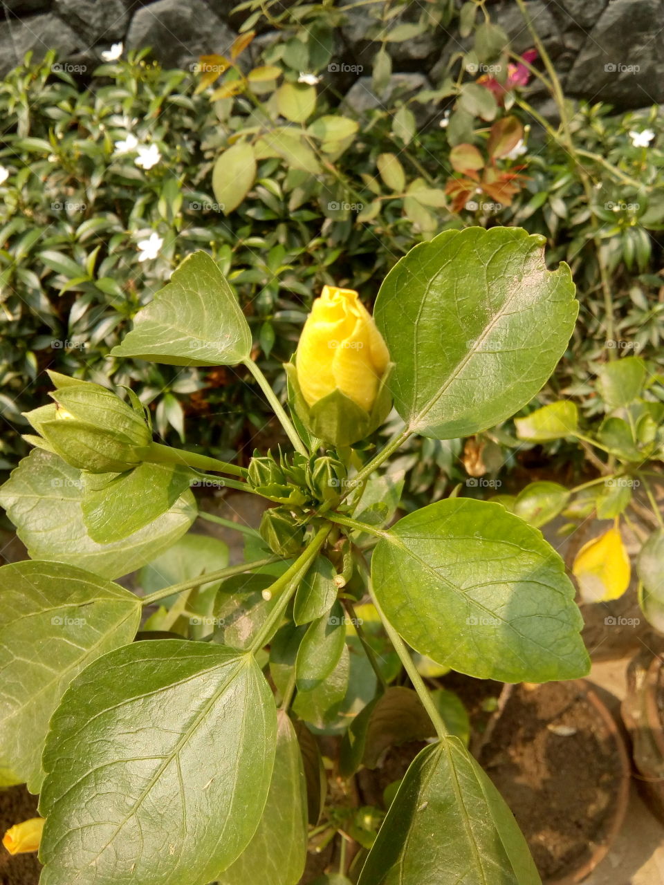 Yellow flower bud in the green tree.