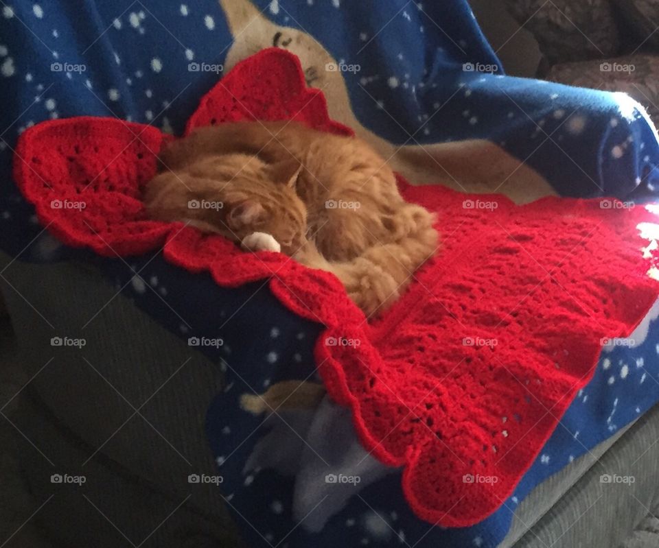 Monty napping on his new red crocheted blanket.