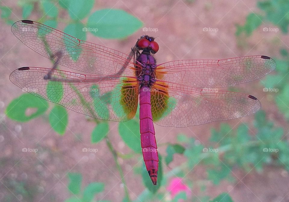 The Pink Dragonfly