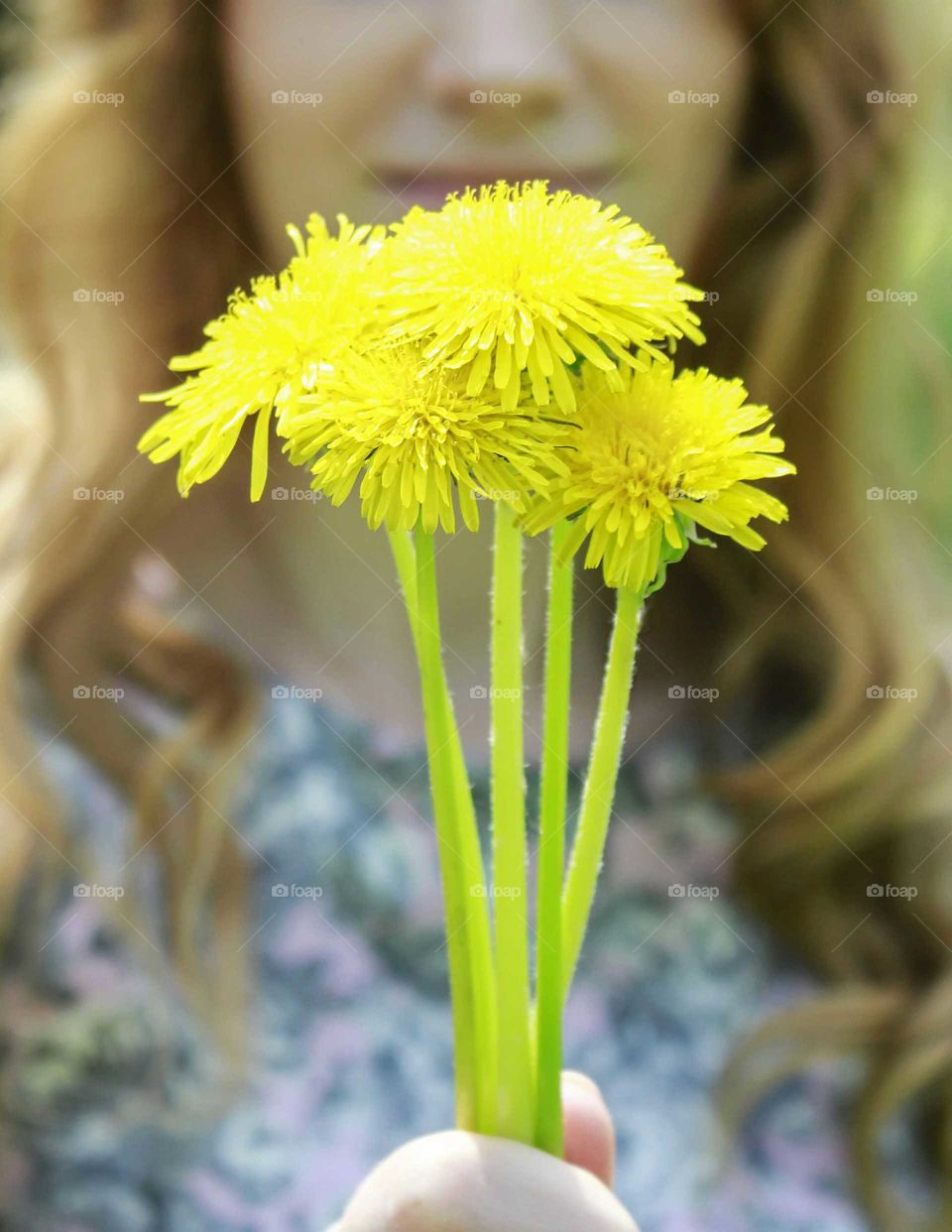 Dandelions in a hand of a girl