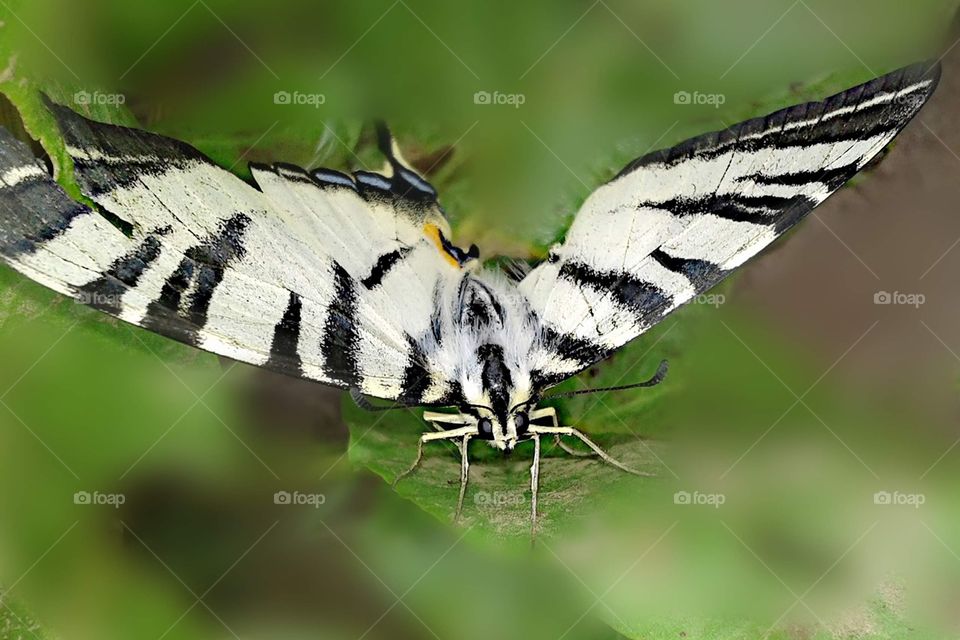 *** Spring Butterfly ***