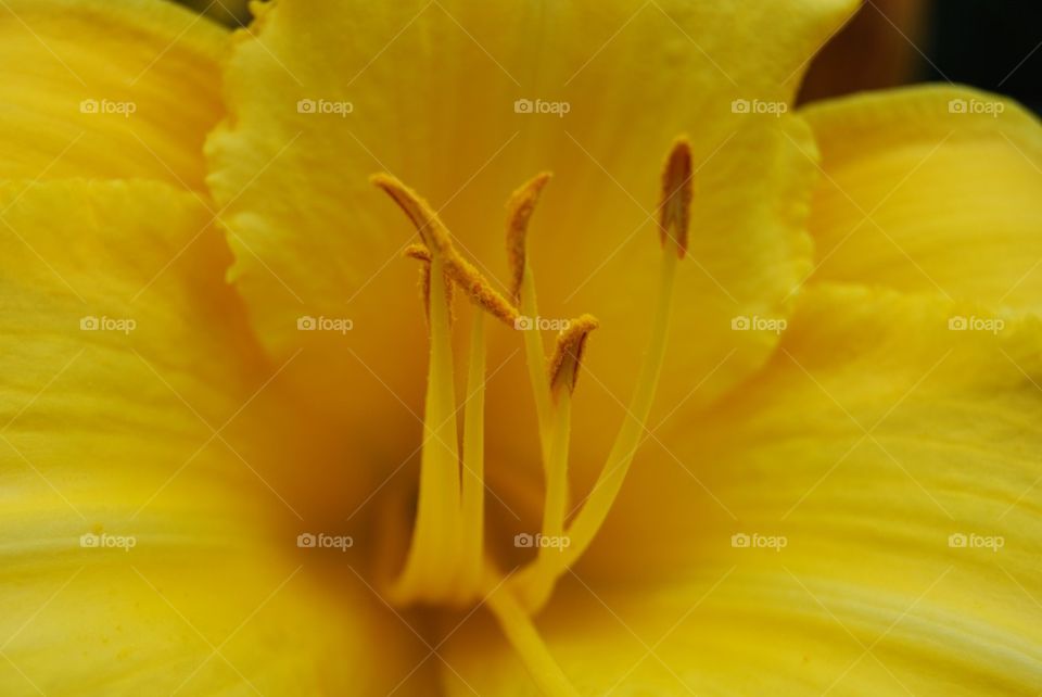 Yellow Daylily close up