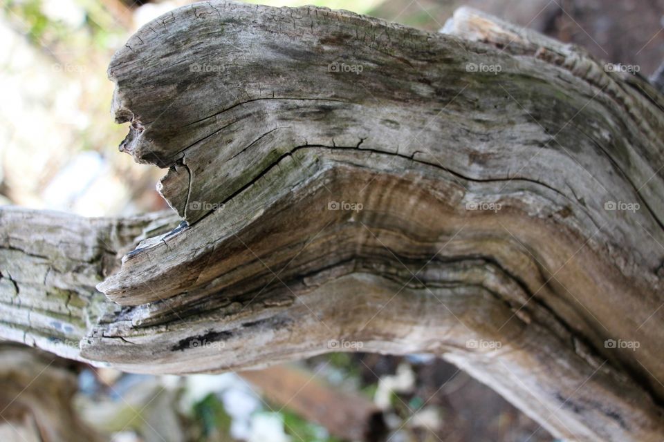 The texture of the dry trunk of a broken tree