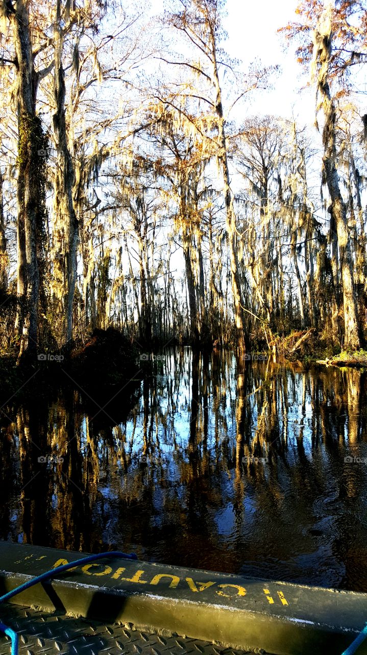 New Orleans swamp