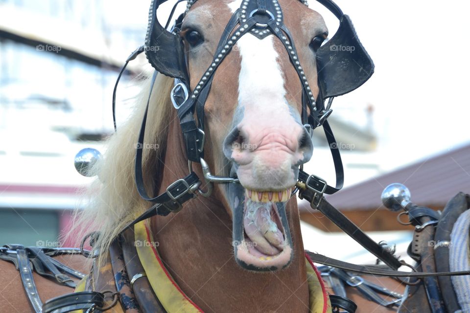 A smiling horse