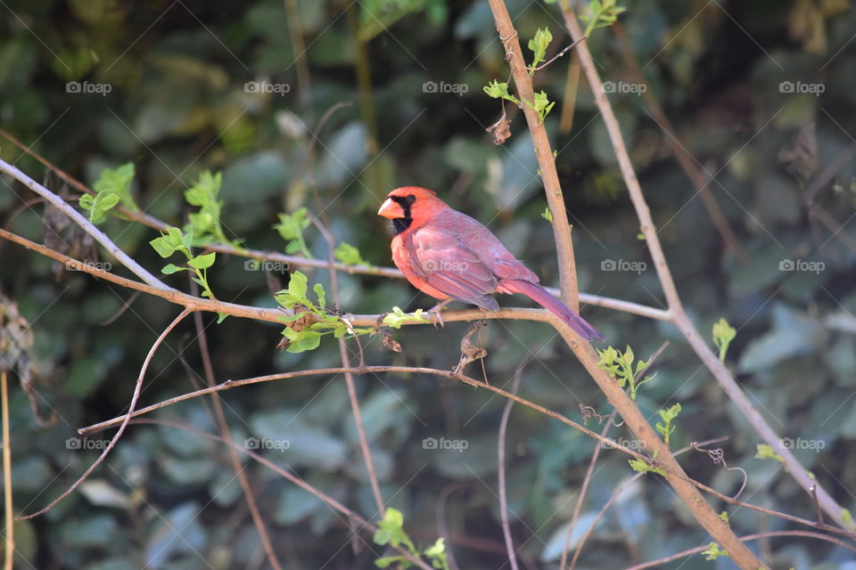 Cardinal Beauty 