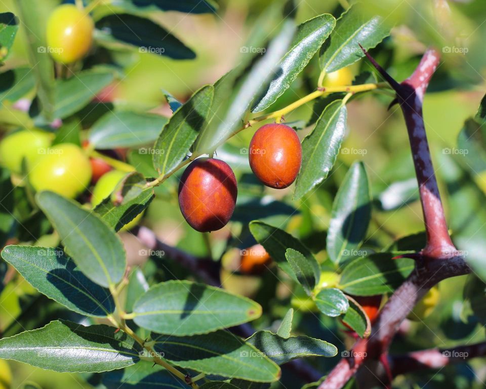 Close up of jujuba fruits on branch