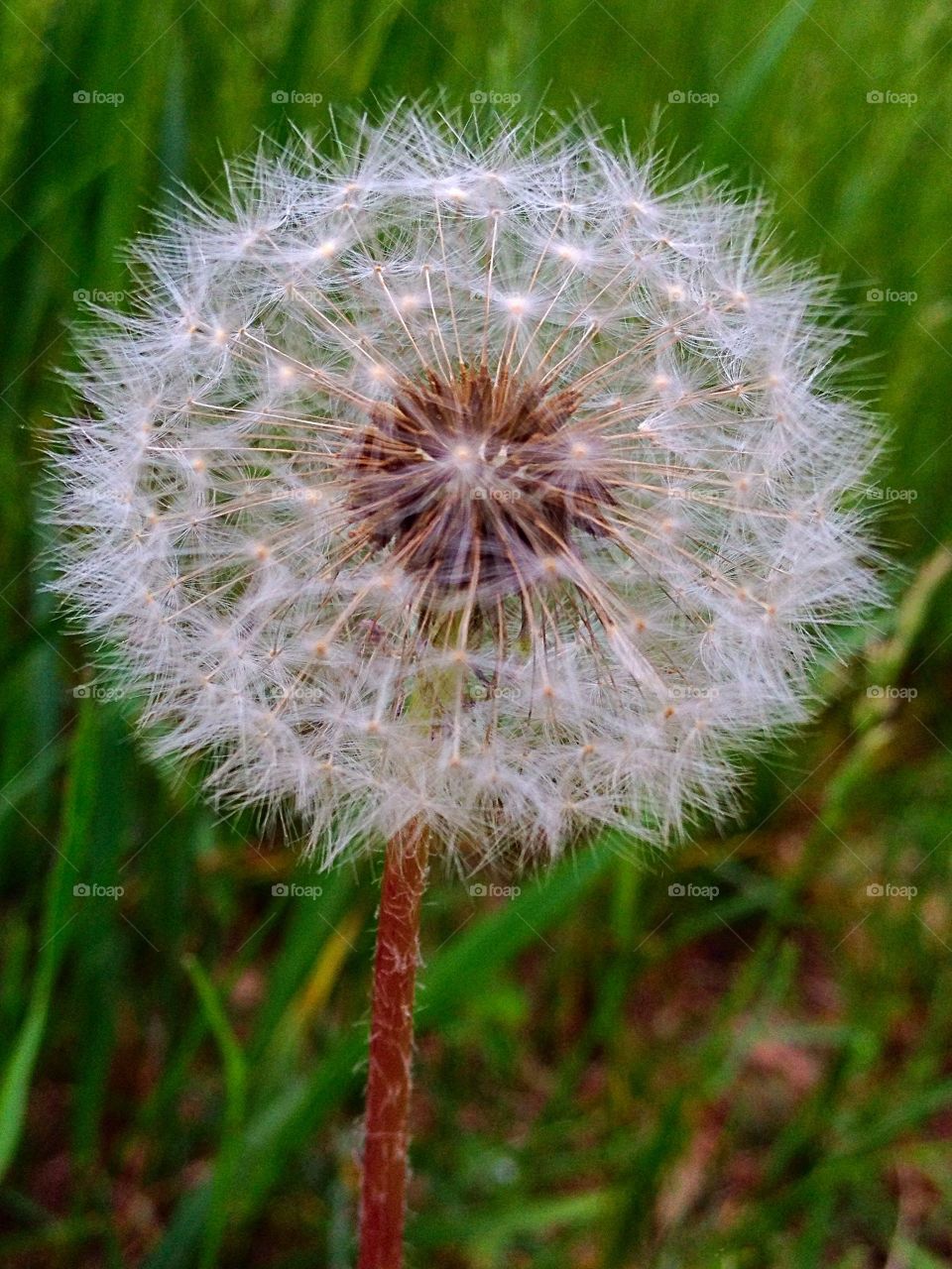 dandelion