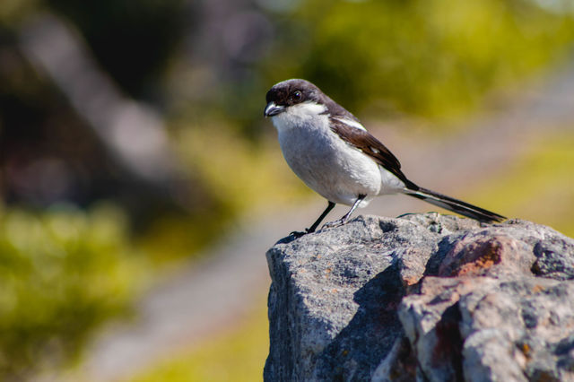 Common Fiscal