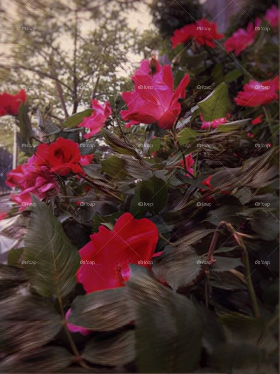 Red Roses - Dewitt Clinton Park, Manhattan, New York City. Instagram,@PennyPeronto